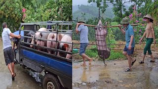 Closeup of catching 6 pigs to sell to traders in the rain Pig care Episode 176 [upl. by Bascomb629]