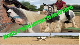 Monty’s third lesson to be broken horse horsemanship horseriding family foryou horsebreaking [upl. by Caro]