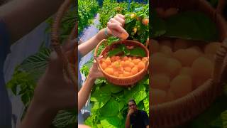 Fresh Pick Raspberries fruit strawberry food satisfying garden farm country stilt farming [upl. by Gapin101]