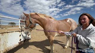 5 new rescued Belgian Draft horses from McLean TX arrive at the farm and we have more surprises [upl. by Lavery]