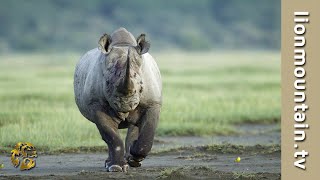 🦏 Black Rhino RAGE 🦁🔥 Rhino ATTACKS Male Lion  Caught in the Act [upl. by Linnell192]