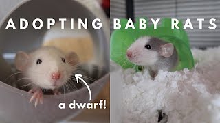 Bringing Home New Baby Rats [upl. by Atsyrc]