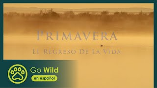 Primavera el Regreso de la Vida  Go Wild en español [upl. by Goeselt]