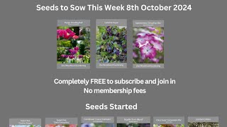 Seeds being started this week 8 October 2024 Agrostemma Cerinthe Poppies [upl. by Avid]