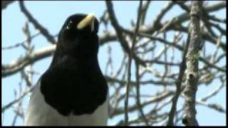 Yellowbilled Magpie named Audubon Californias 2009 Bird of the Year [upl. by Diella256]