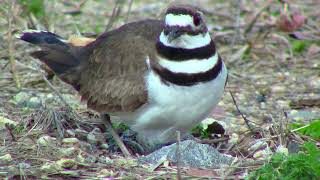 Killdeer bird nesting behavior [upl. by Verne]