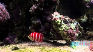 The 30000 Peppermint Angelfish at Waikiki Aquarium [upl. by Antonietta]