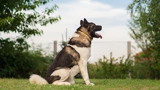 American Akita  The Powerful Dog [upl. by Otrebire]