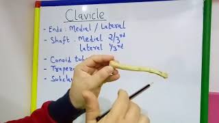 CLAVICLE GENERAL FEATURES AND ATTACHMENTS BY DR MITESH DAVE [upl. by Nwad]