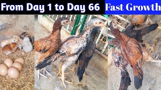 Aseel Chicks Growth  66 Days Old Chicks [upl. by Taam]