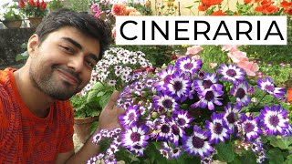 Cineraria Flower  How to Grow Cineraria Flowers  Cineraria Plant Care [upl. by Neoma]