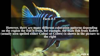 Cynotilapia afra Top  5 Facts [upl. by Otrebtuc]