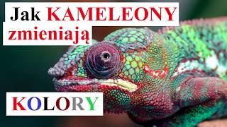 Jak KAMELEONY zmieniają KOLORY [upl. by Sergias658]