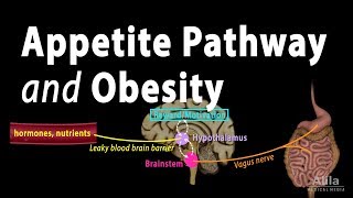 The Brains HungerSatiety Pathways and Obesity Animation [upl. by Darnok]