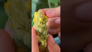 Collecting Mullein Flowers [upl. by Luedtke]