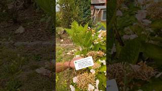 Hortensien NICHT schneiden im Frühjahr garten garden gardening [upl. by Natsyrk]