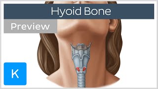 Hyoid bone structure movement and function preview  Human Anatomy  Kenhub [upl. by Eirot]