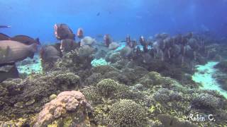 BumpHead ParrotFish Invasion SIPADAN [upl. by Retsbew]