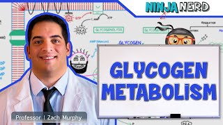 Metabolism  Regulation of Glycogen Metabolism [upl. by Ahse]