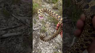 Hognose Snake Bluff Strikes [upl. by Landbert]