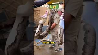 What’s the Longest Snake on Earth [upl. by Jarv]