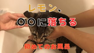 レモン、〇〇に落ちる！ はれときどきレモン 猫 子猫 [upl. by Bushore243]