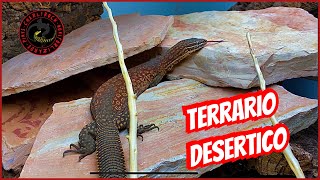 DECORANDO TERRARIO PARA REPTIL DESÉRTICO [upl. by Yramanna]