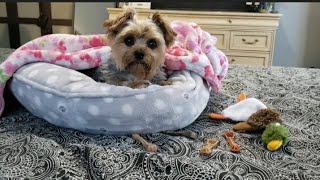 SATURDAY MORNING CONVERSATION WITH YOUR PUP yorkie viralvideo RYLIE [upl. by Wash491]