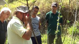 637  – 2°  O QUE NÃO SE DEVE FAZER NAS PODAS DAS FRUTÍFERAS – SABAÚNA – MOGI DAS CRUZES  SP 15a [upl. by Verdha184]