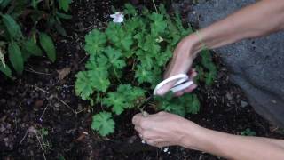 How to Deadhead Geranium Biokovo [upl. by Aeslehc]