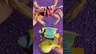 crab fish satisfyingvideo [upl. by Newel]