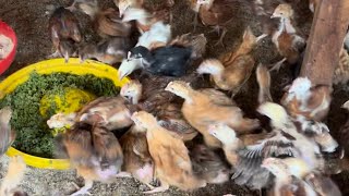 Azolla Power Snack for our 6Weeks Old Chicks [upl. by Oznerol]