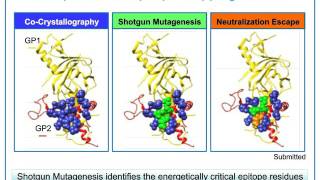 Epitope Mapping in Antibody Therapeutics and Vaccine Development The Evolving Landscape [upl. by Beane759]