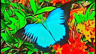 Blue Butterfly in Cairns Queensland Australia  Papilio ulysses Ulysses blue butterfly [upl. by Lacie]