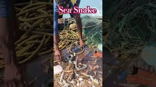 Prawns amp Snake fishing fish short [upl. by Meridel77]