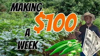 how to make money through okra farming in Zim [upl. by Aihpled]