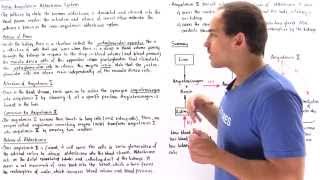 ReninAngiotensinAldosterone System [upl. by Geller]