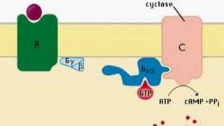 intracellular signaling [upl. by Brinkema901]