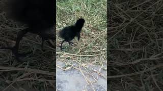 Black 🦆 duck release blackduck duck cutebird [upl. by Annnora740]