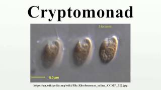 Cryptomonad [upl. by Lubba]