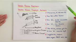 FİZYOLOJİ9KONUİskelet Kası Kasılması 1 [upl. by Ecirrehs57]