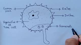 How To Draw Pollen Grain amp Pollen Tube Diagram  Diagram of Pollen germination amp pollen tube growth [upl. by Nanaek]