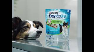 Purina® Dentalife™  Επιστημονικά σχεδιασμένο οδοντικό σνακ για υγιή δόντια  PURINA® Greece [upl. by Aizahs734]