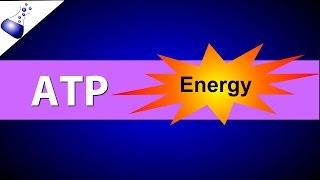 ATP Adenosine Triphosphate [upl. by Gowrie4]