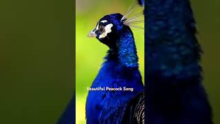 Peacock Song peacockdance peacock birds chicken peahen music mukbang barbie chinaduck [upl. by Ycinuq]