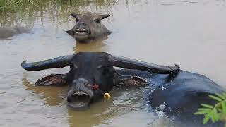 WATER BUFFALOESPEACEFULFAMILY [upl. by Euqinemod]