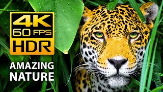 Amazing Colors of Nature in 4K HDR 60fps  Tropical Animals and Relaxing Music [upl. by Falo]