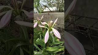 Crinum Latifolium flowersVSRBotanicalGarden [upl. by Leahciam]