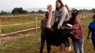 Ostrich Riding in Uganda [upl. by Ssew]