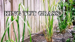 King Tut Ornamental Grasses for Shade Privacy Screening [upl. by Aleuqahs775]